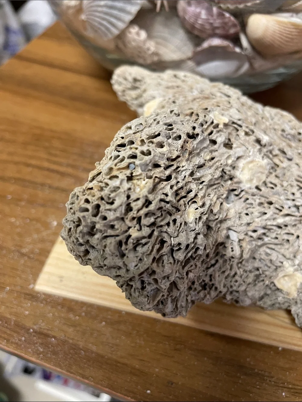 Fossil found on the beach, resembling brain fossil.